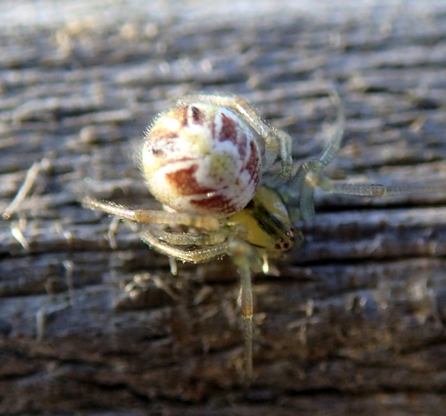 Phylloneta sp.